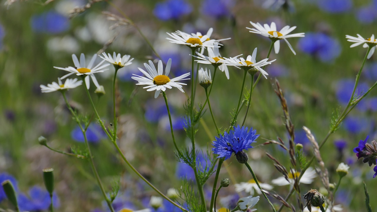 chamomile cornflower wild grasses free photo