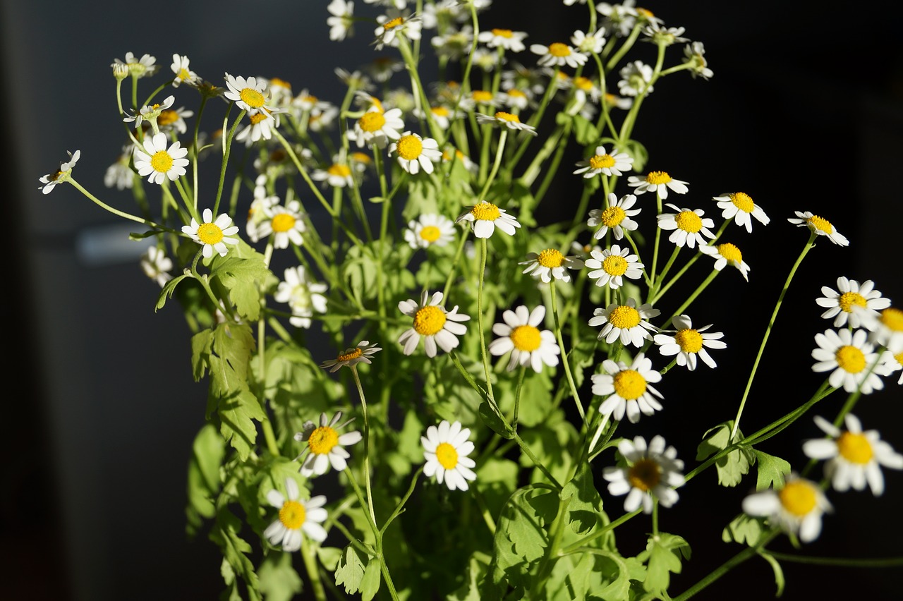 chamomile flowers daisy free photo