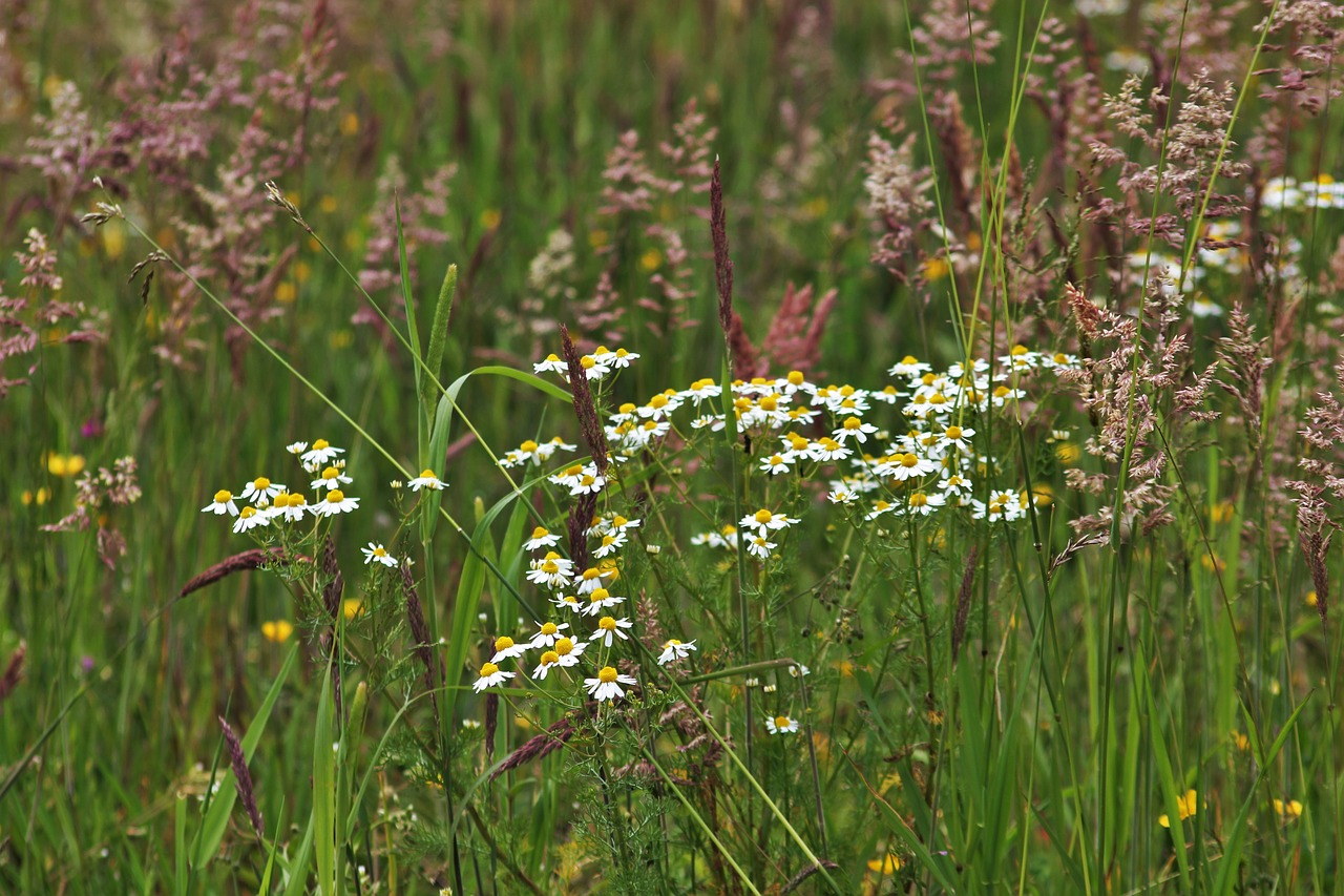 chamomile wild meadow green free photo