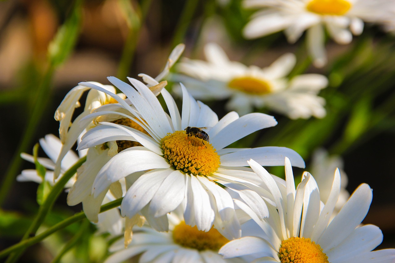 chamomile summer heat free photo