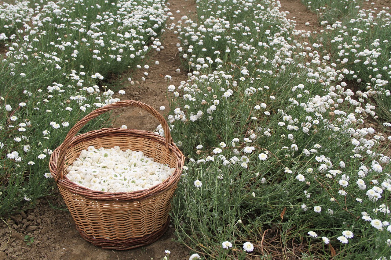 chamomile medicinal plants nature free photo