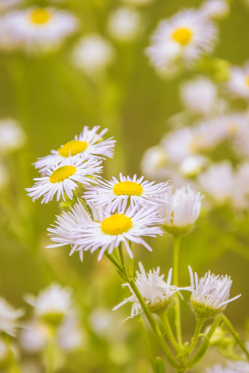 chamomile flower meadow free photo