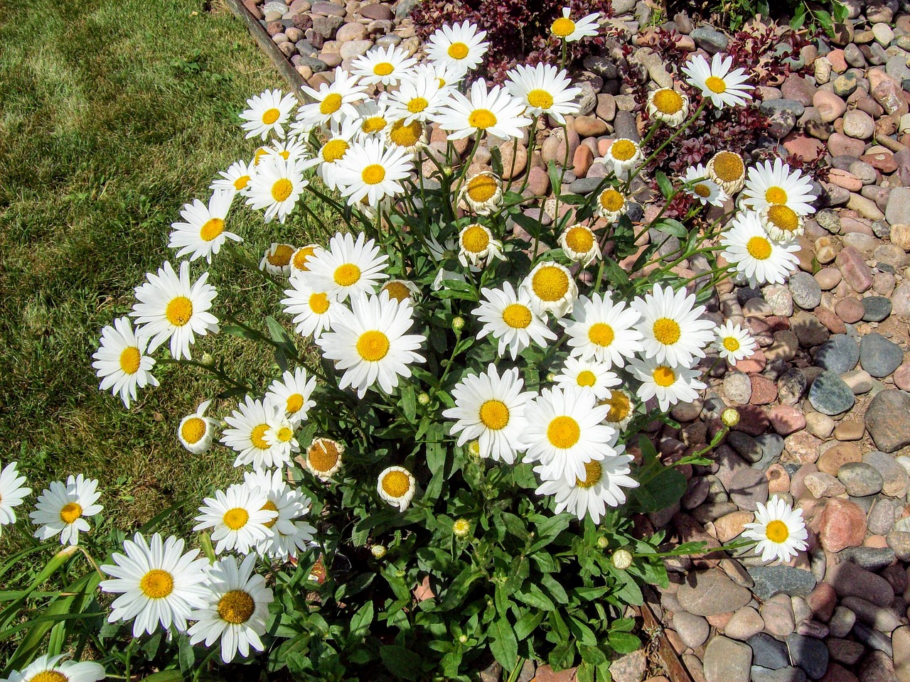 chamomile journey flowers free photo