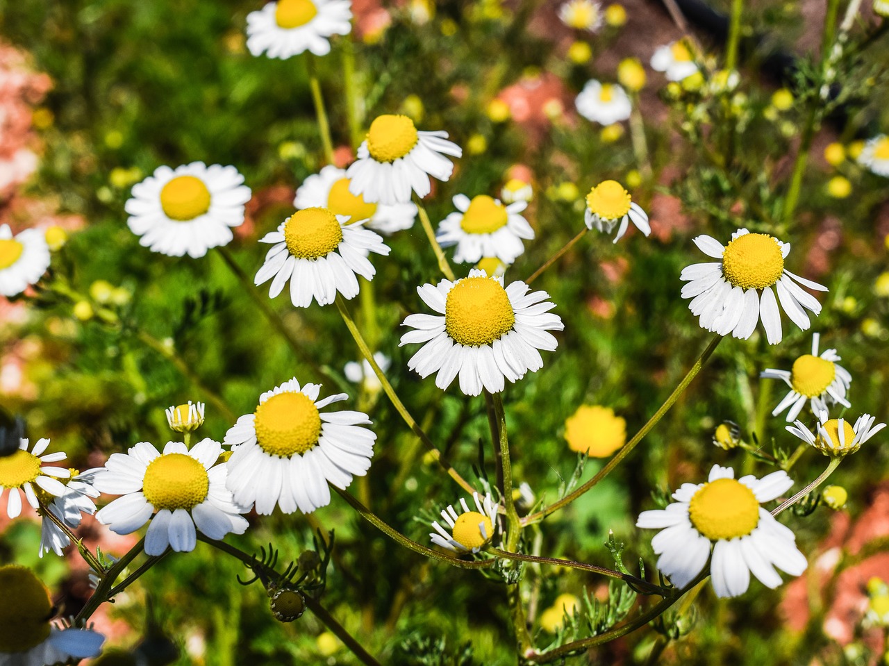 chamomile herb flower free photo