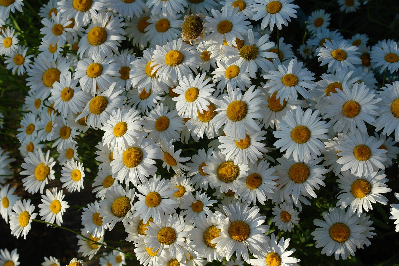 chamomile flower flowers free photo