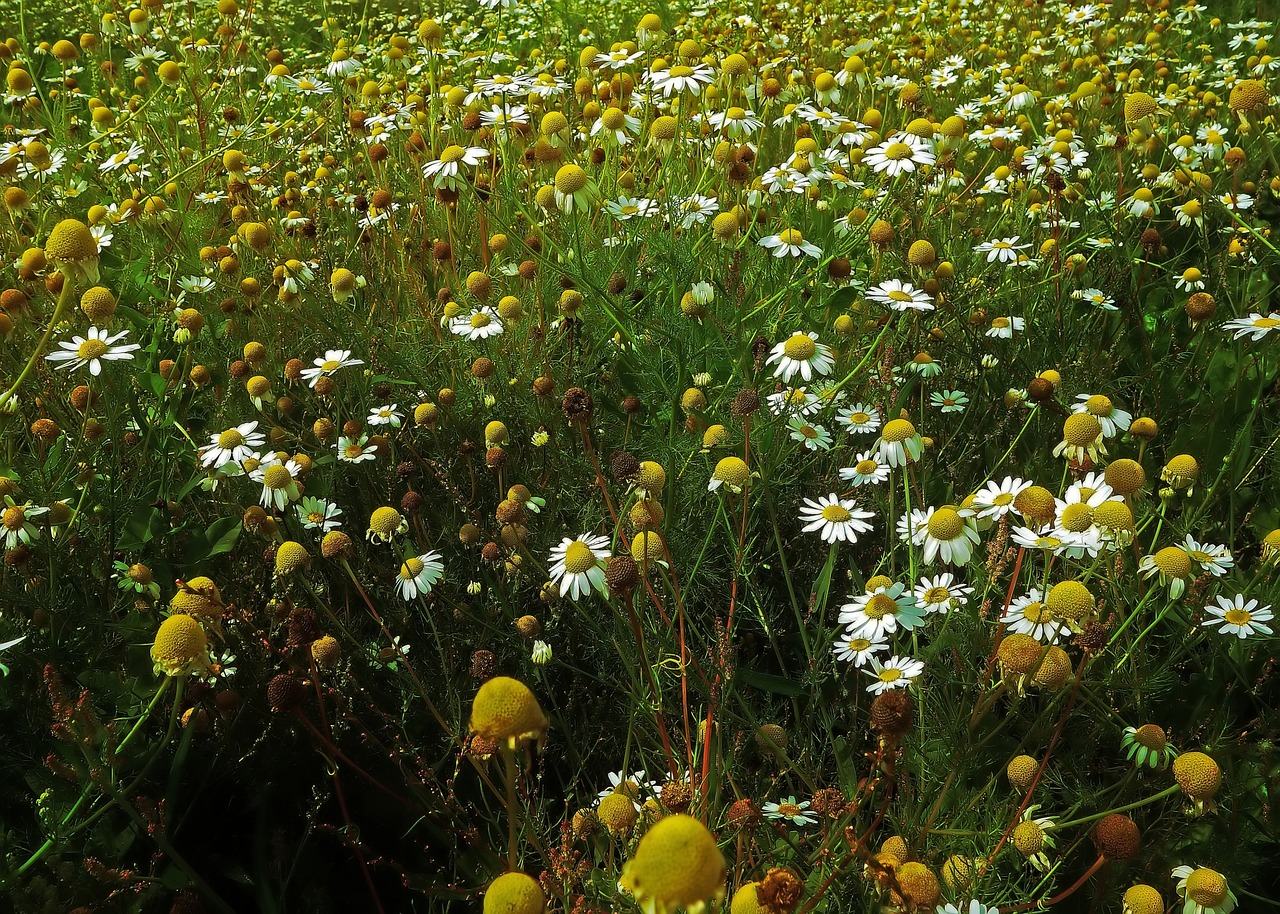 chamomile blossom bloom free photo