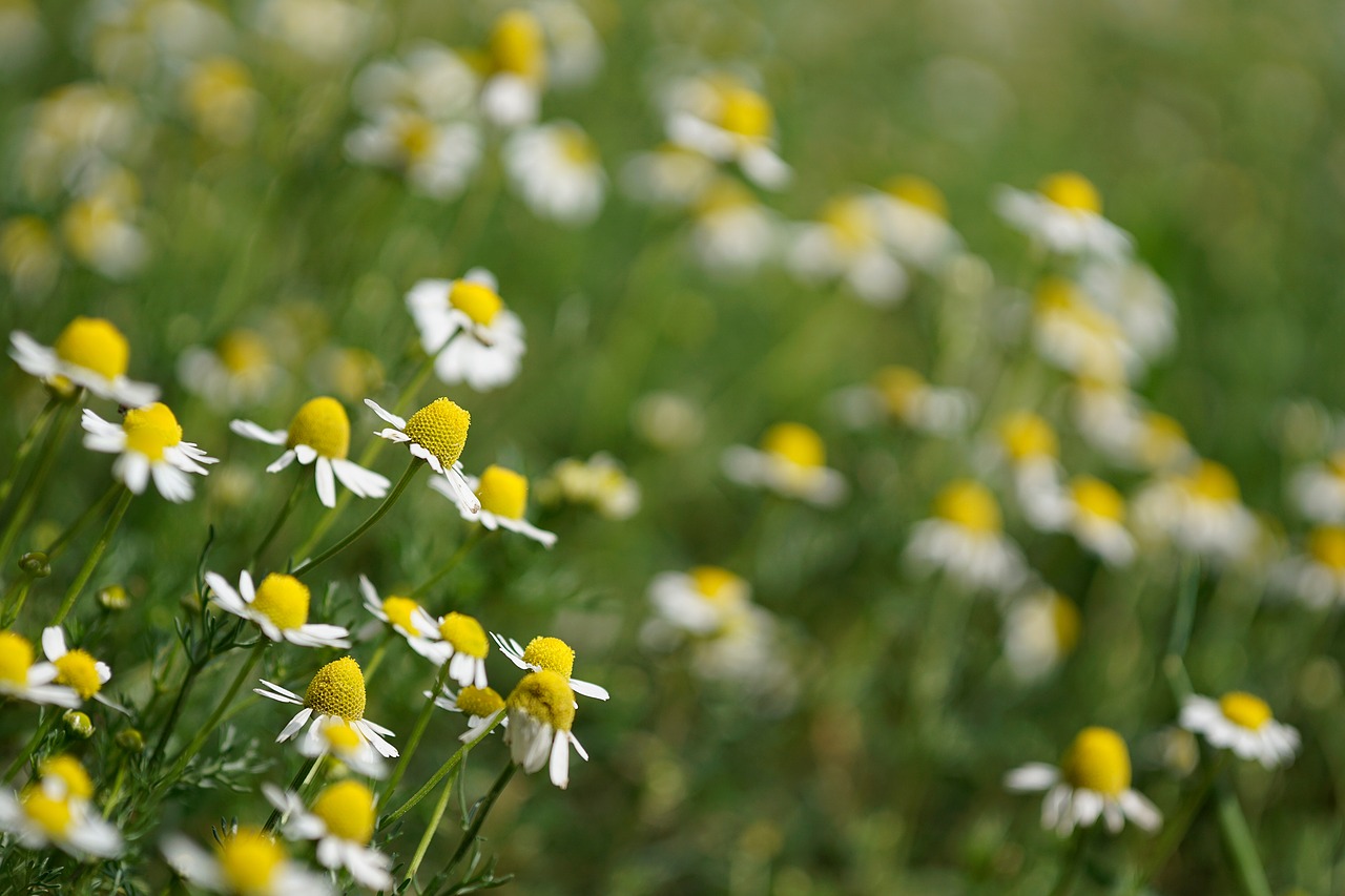 chamomile plants camp free photo