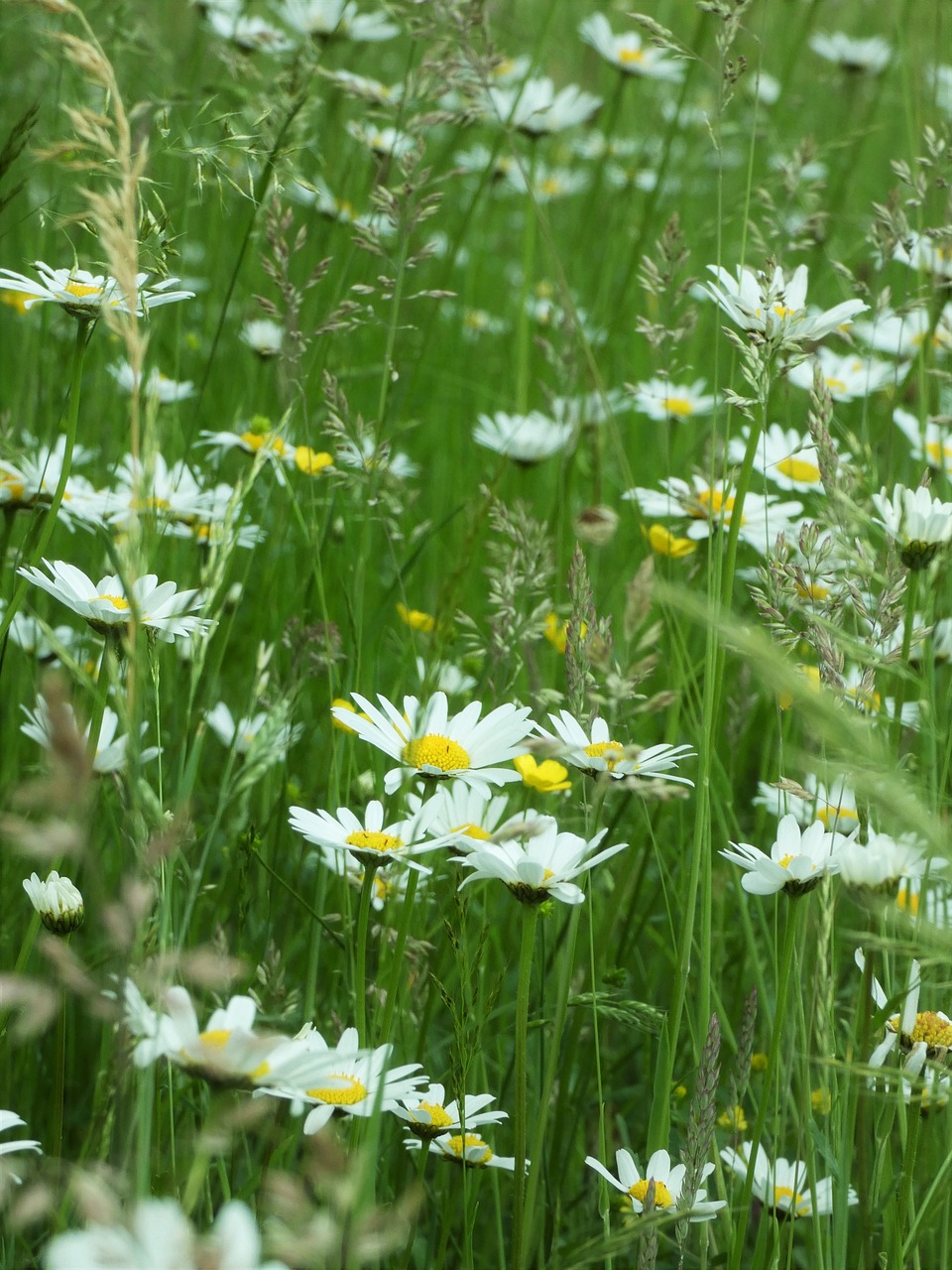 chamomile wild flower meadow free photo