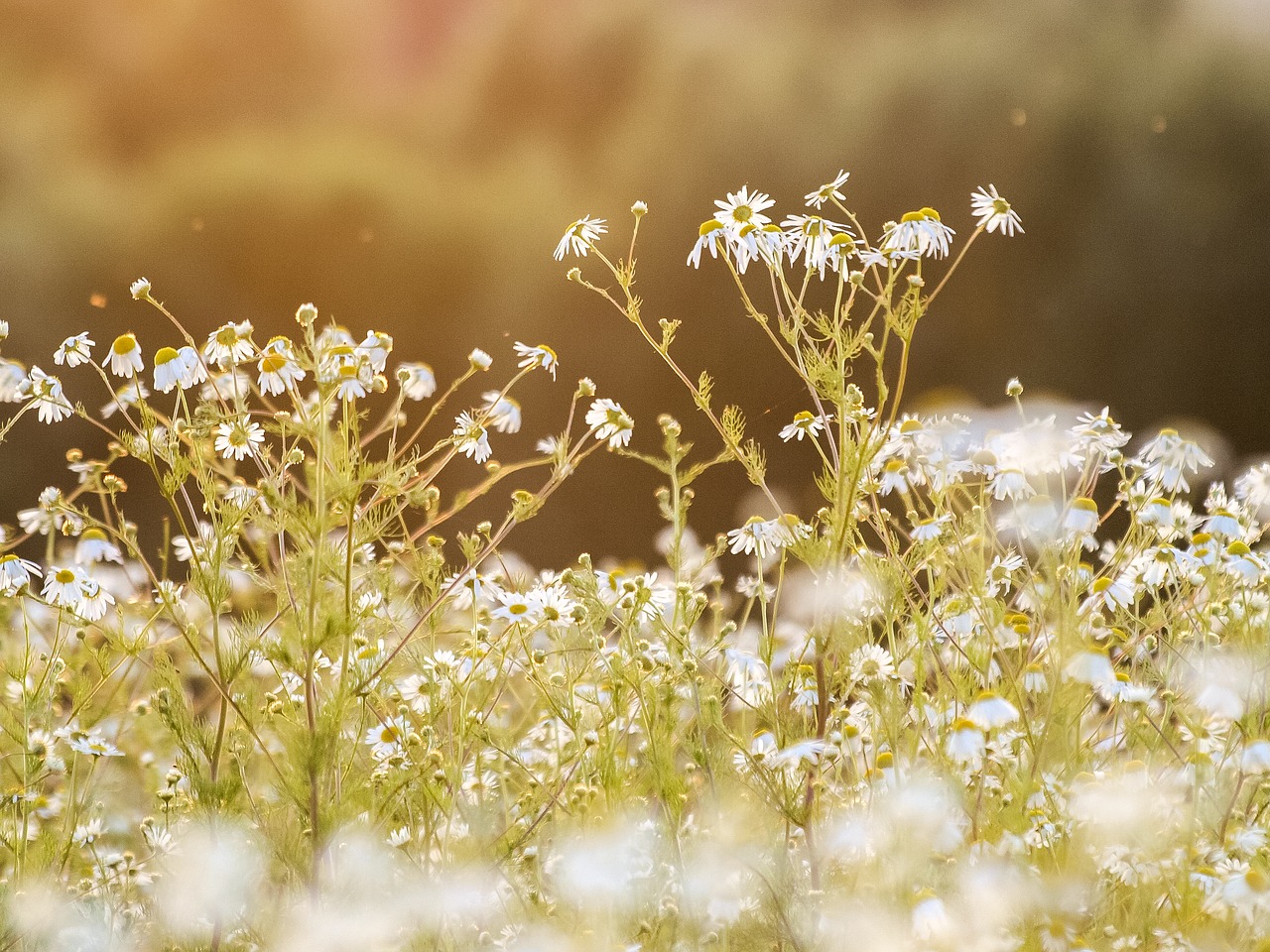 chamomile flower plant free photo