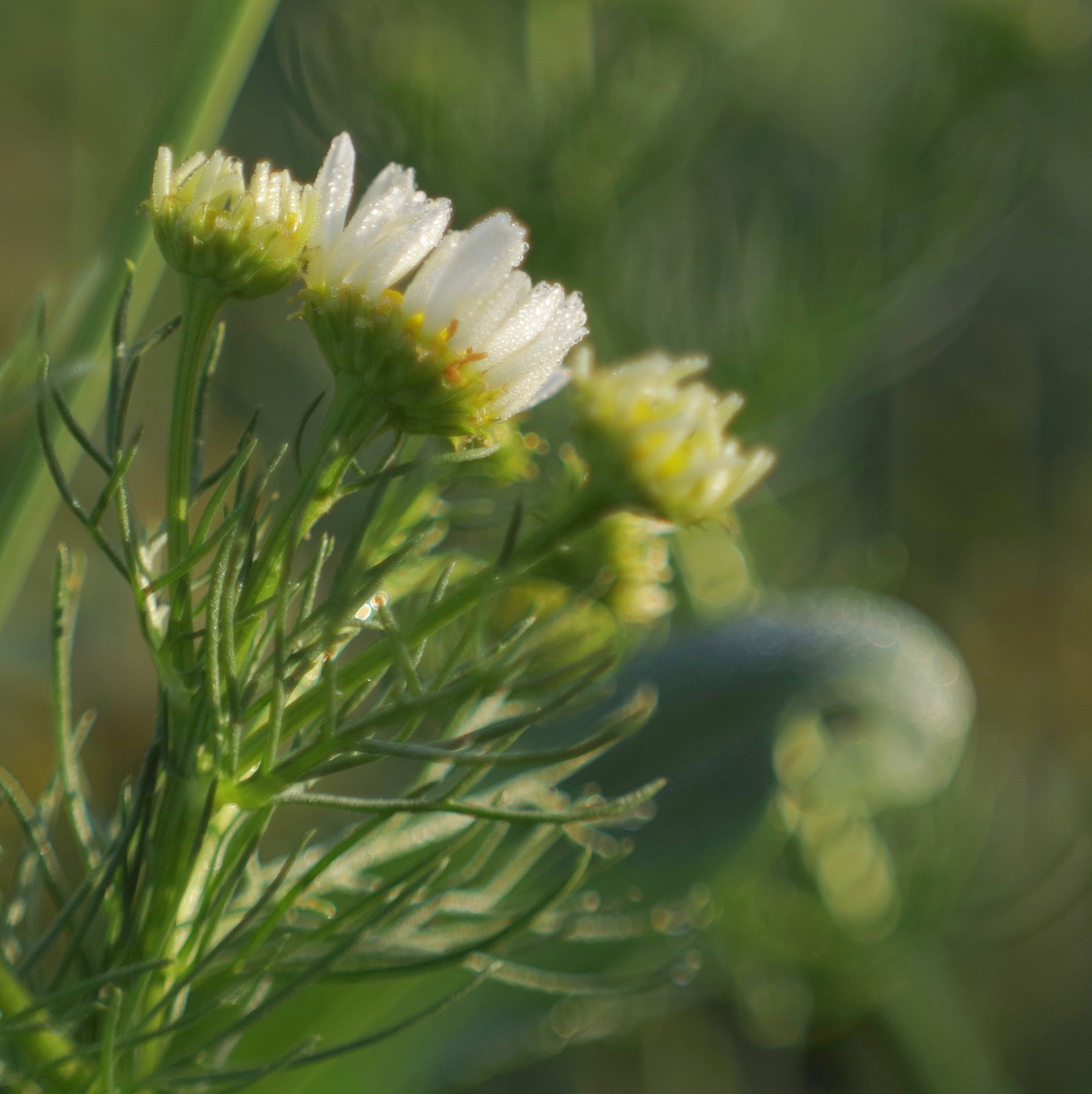 chamomile meadow color free photo