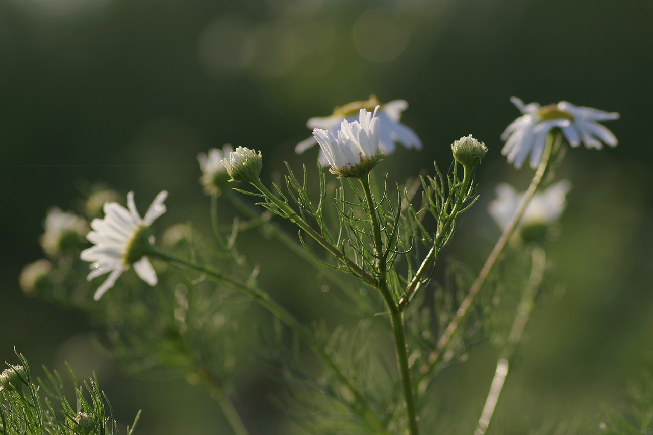 chamomile herbs meadow free photo