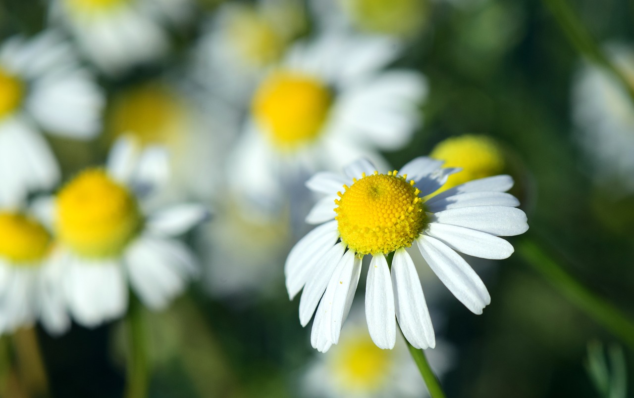 chamomile chamomile flower medicinal herb free photo