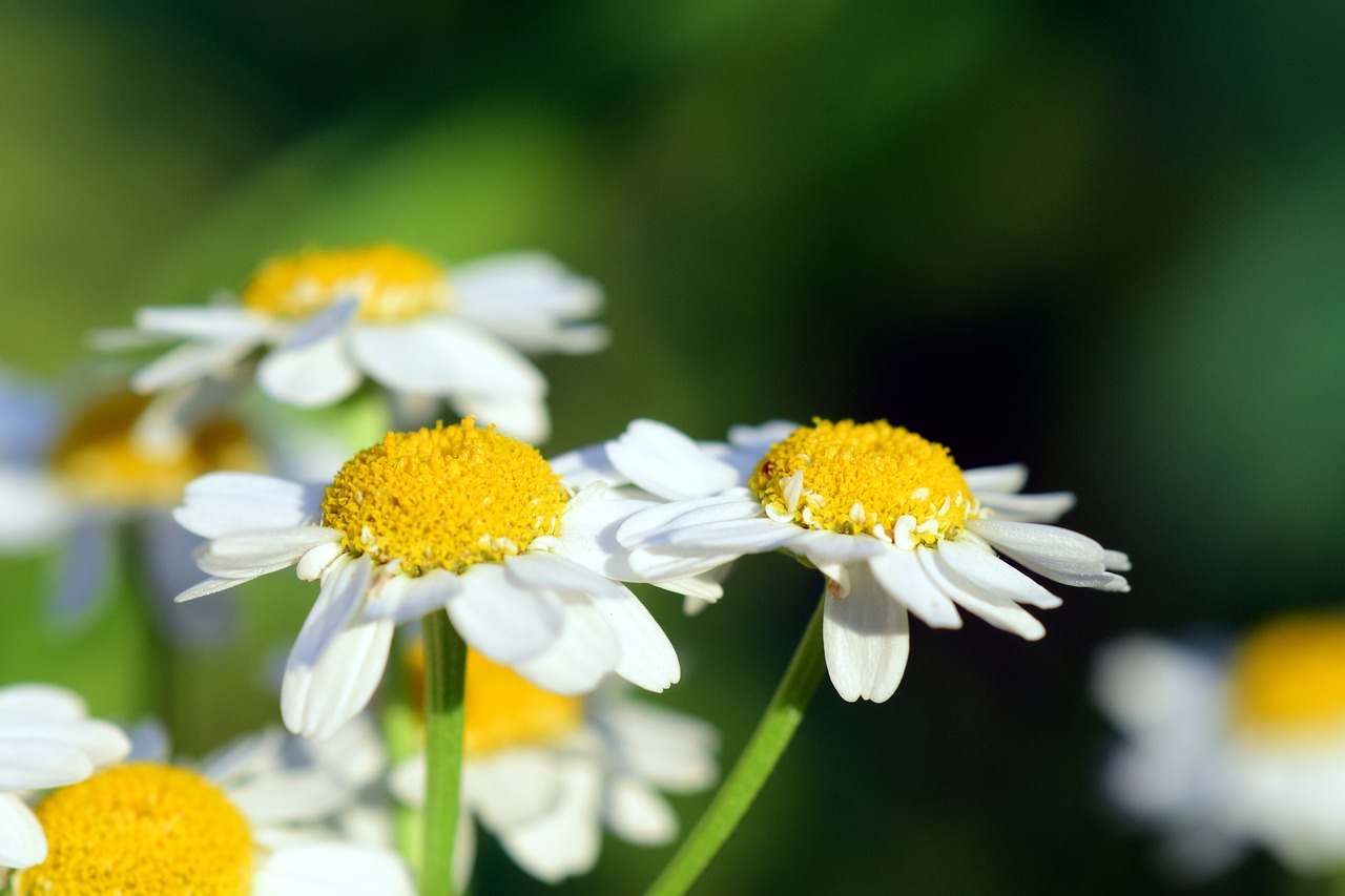 chamomile chamomile flower medicinal herb free photo