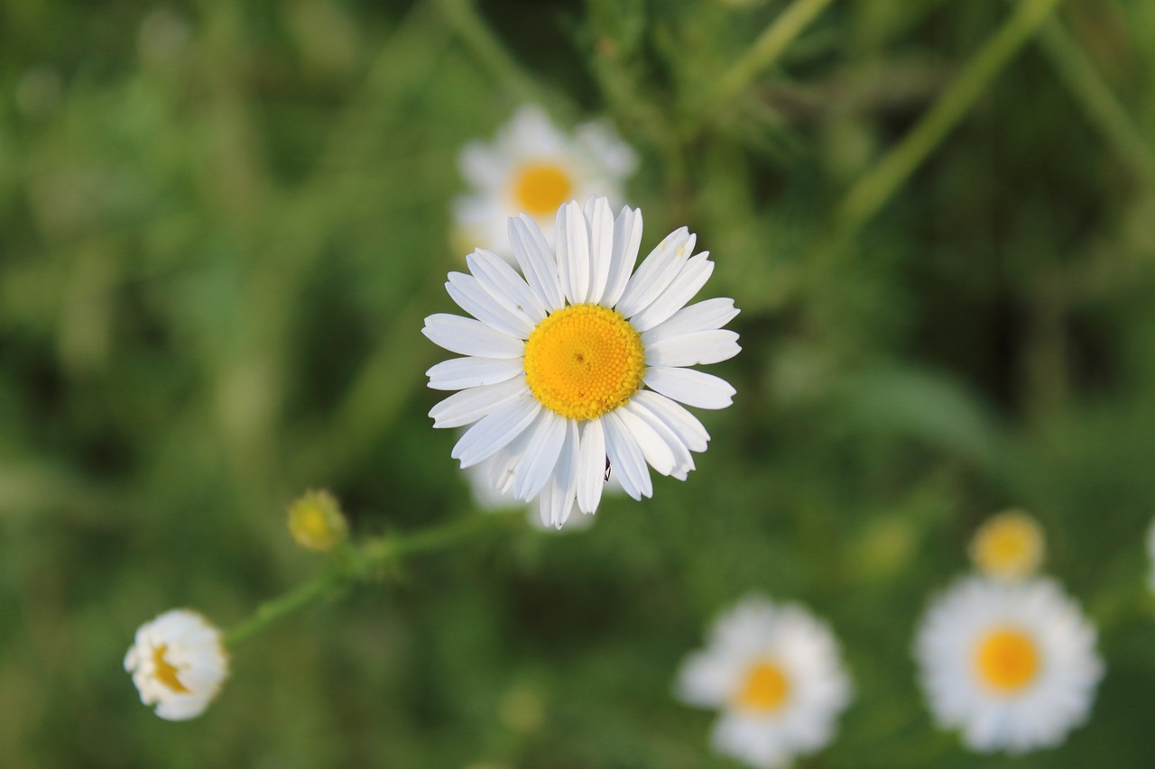 chamomile village macro free photo