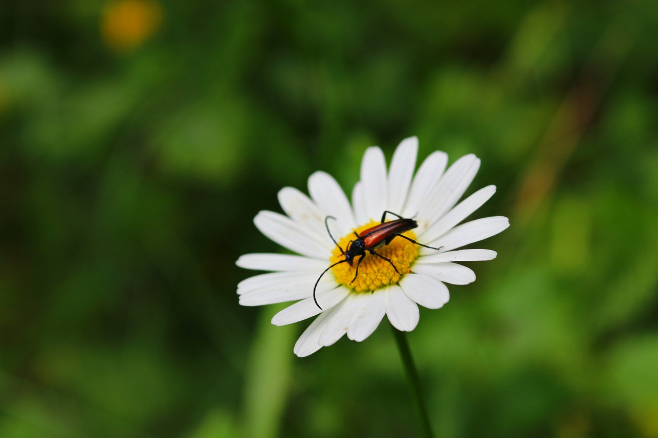 chamomile beetle flower free photo