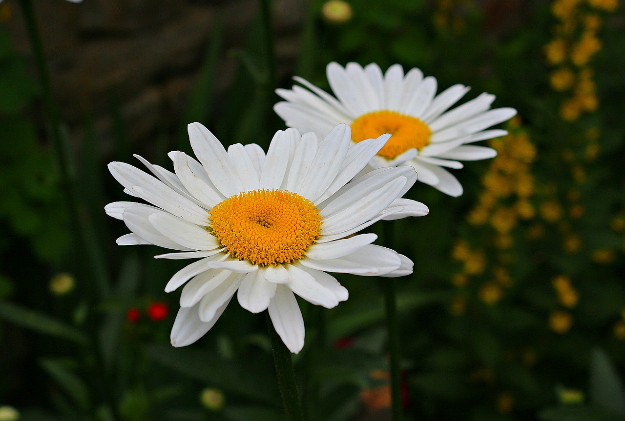 chamomile bloom flowers free photo