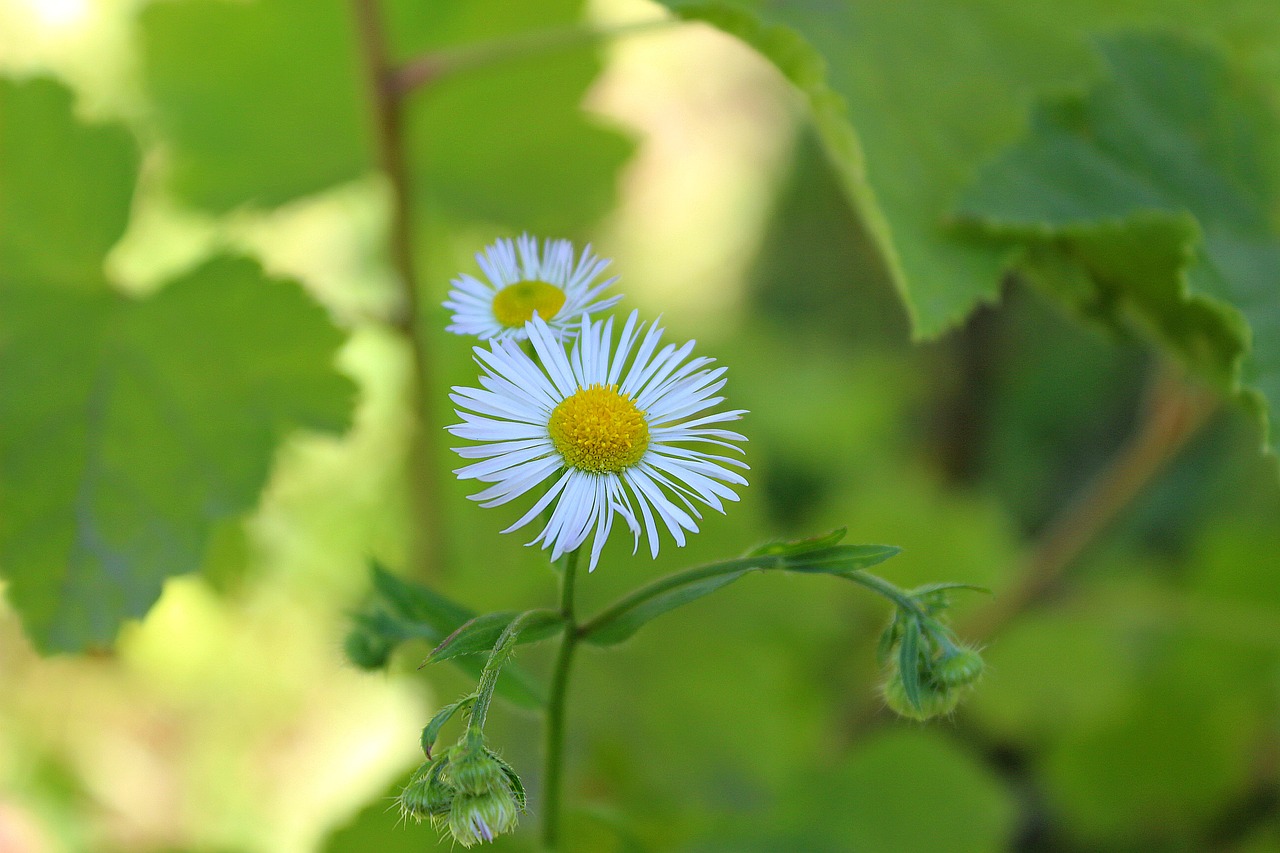 chamomile flower nature free photo