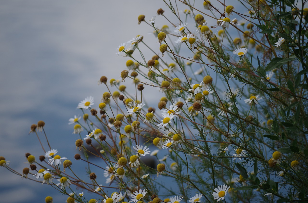 chamomile flower plant free photo