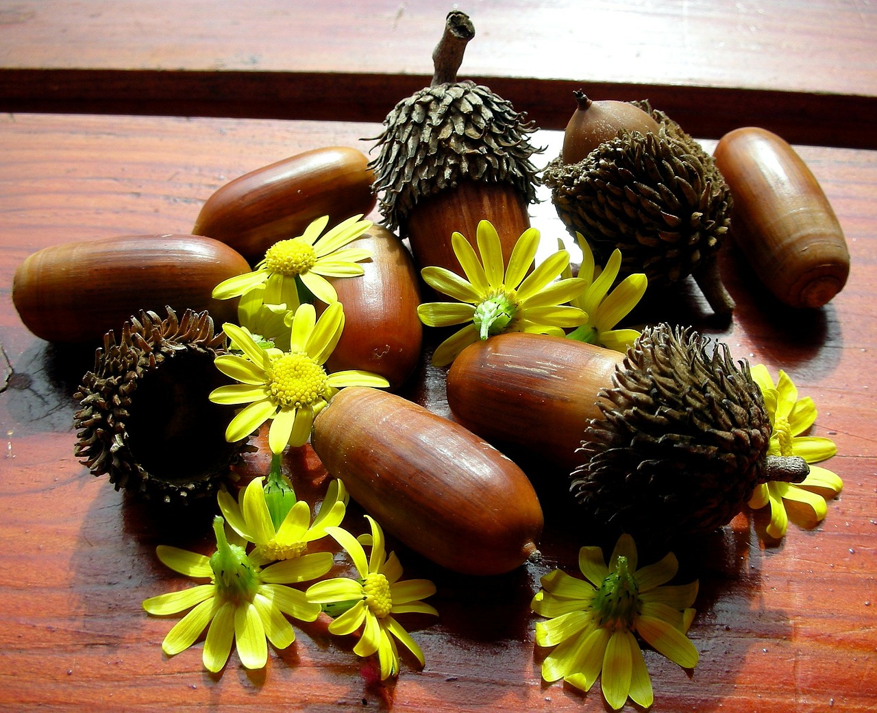 chamomile acorns flower free photo