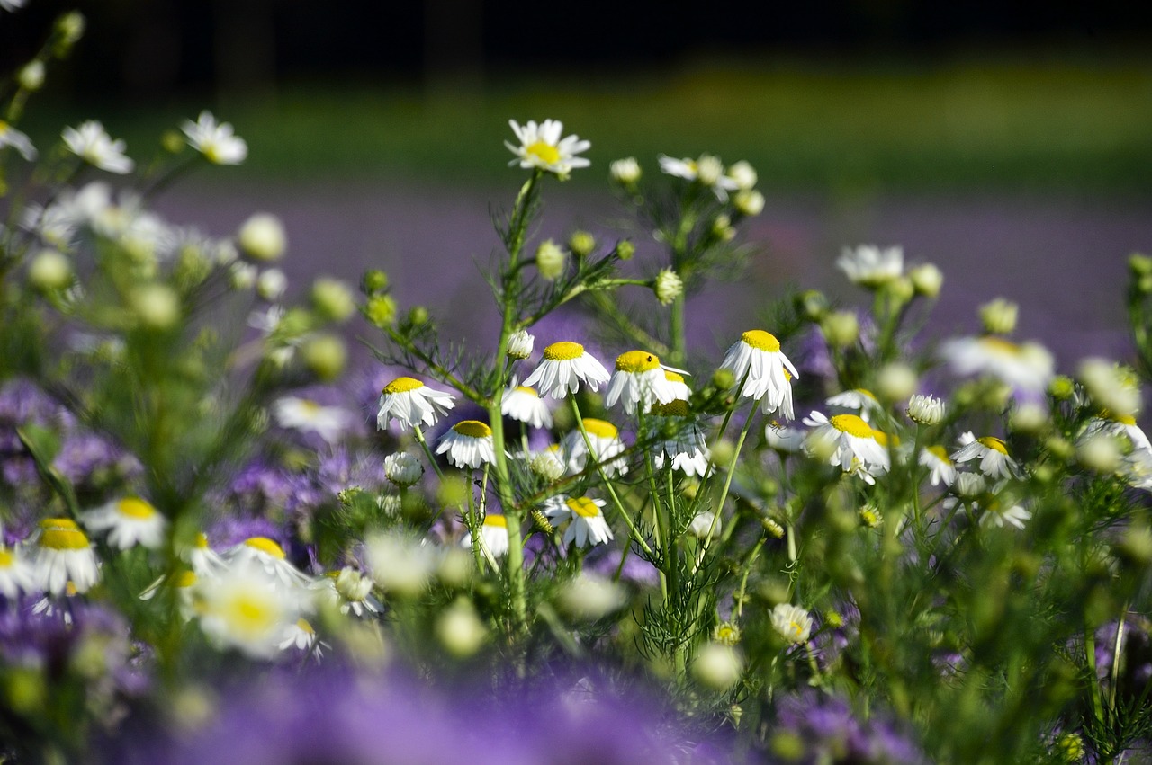 chamomile wild flower flower meadow free photo