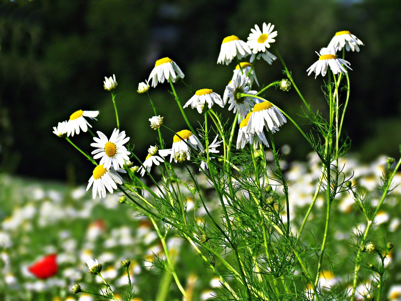 chamomile flowers field free photo