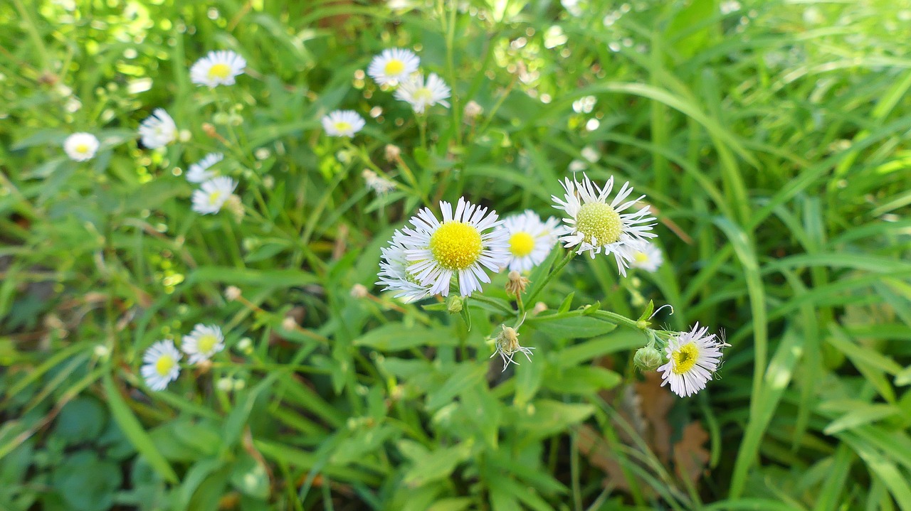 chamomile flower chamomile flower free photo