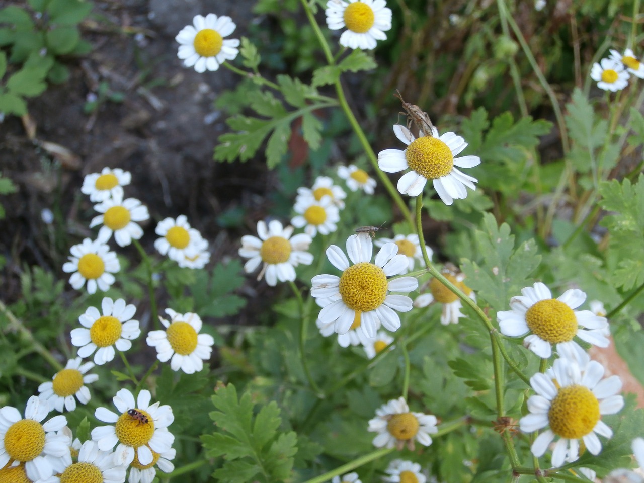 chamomile insect white flowers free photo