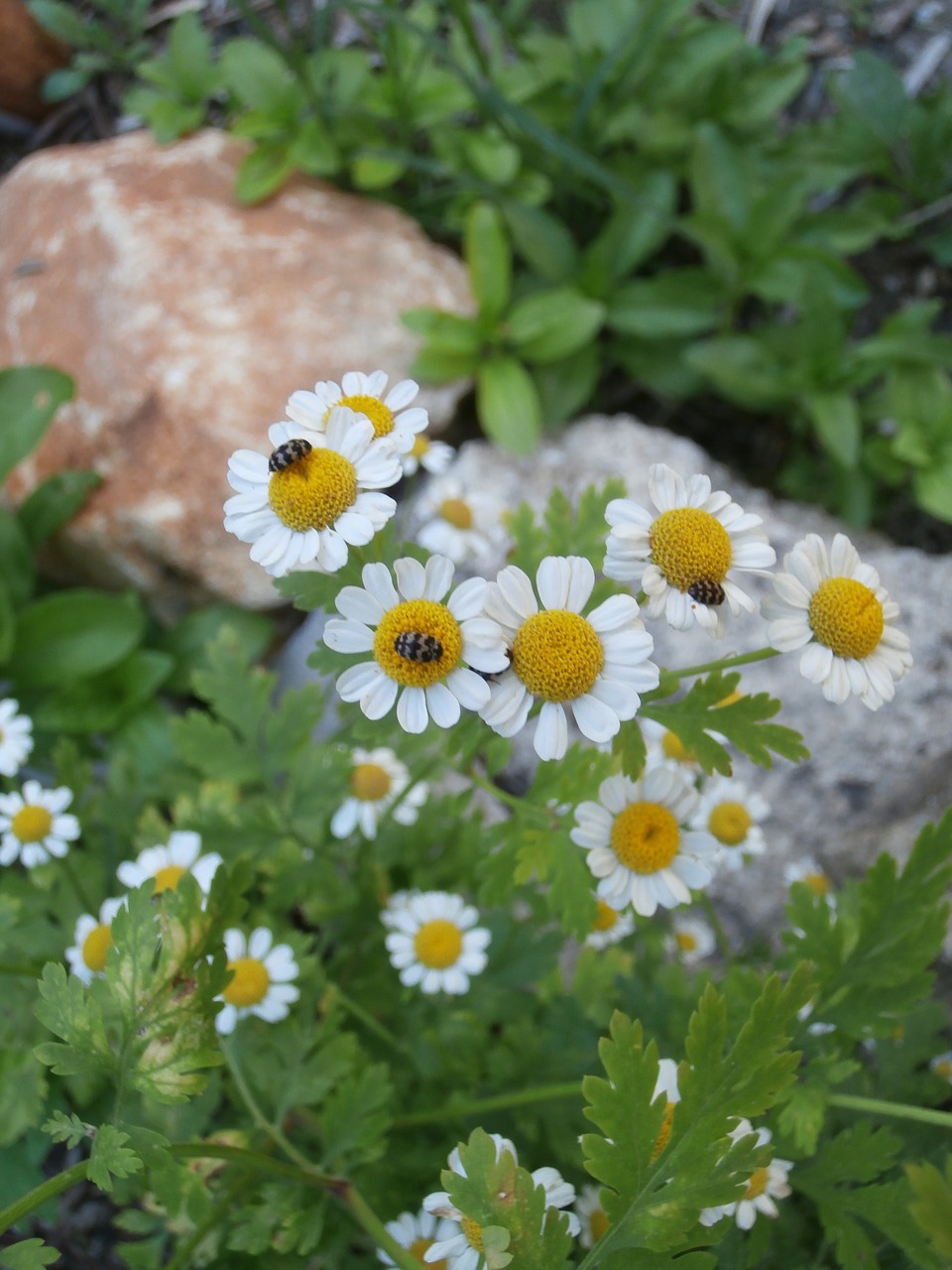 chamomile insects garden free photo