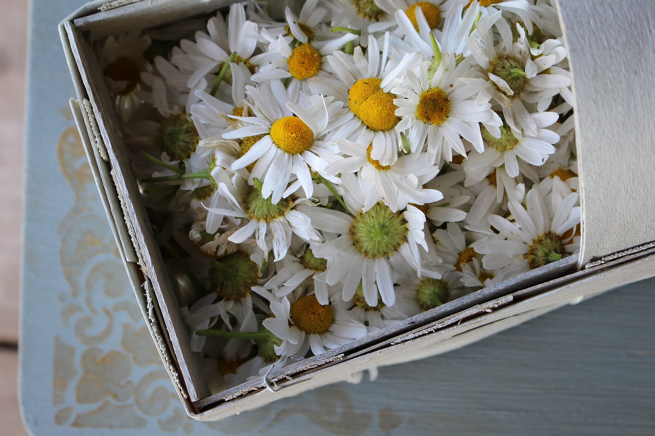 chamomile flowers summer free photo