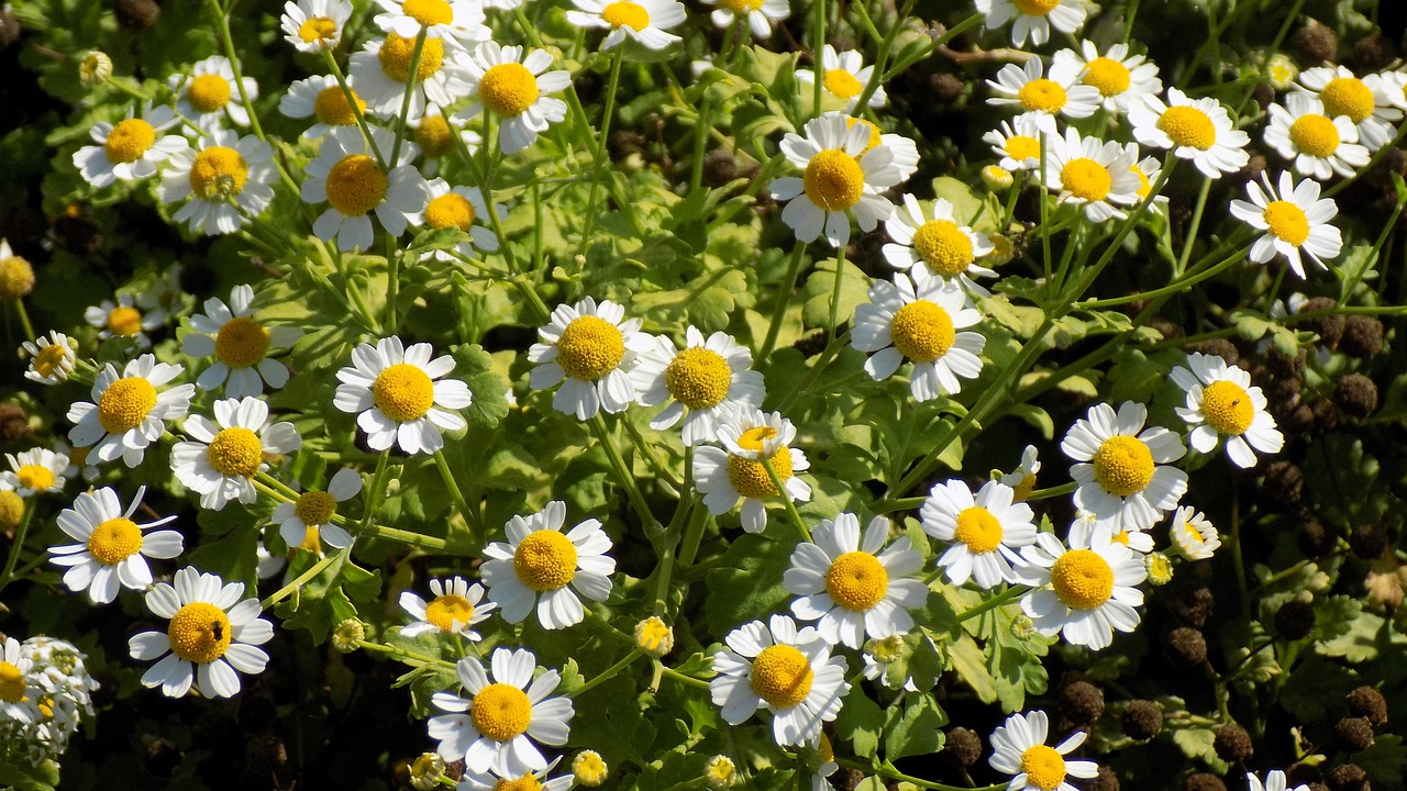 chamomile flowers summer free photo