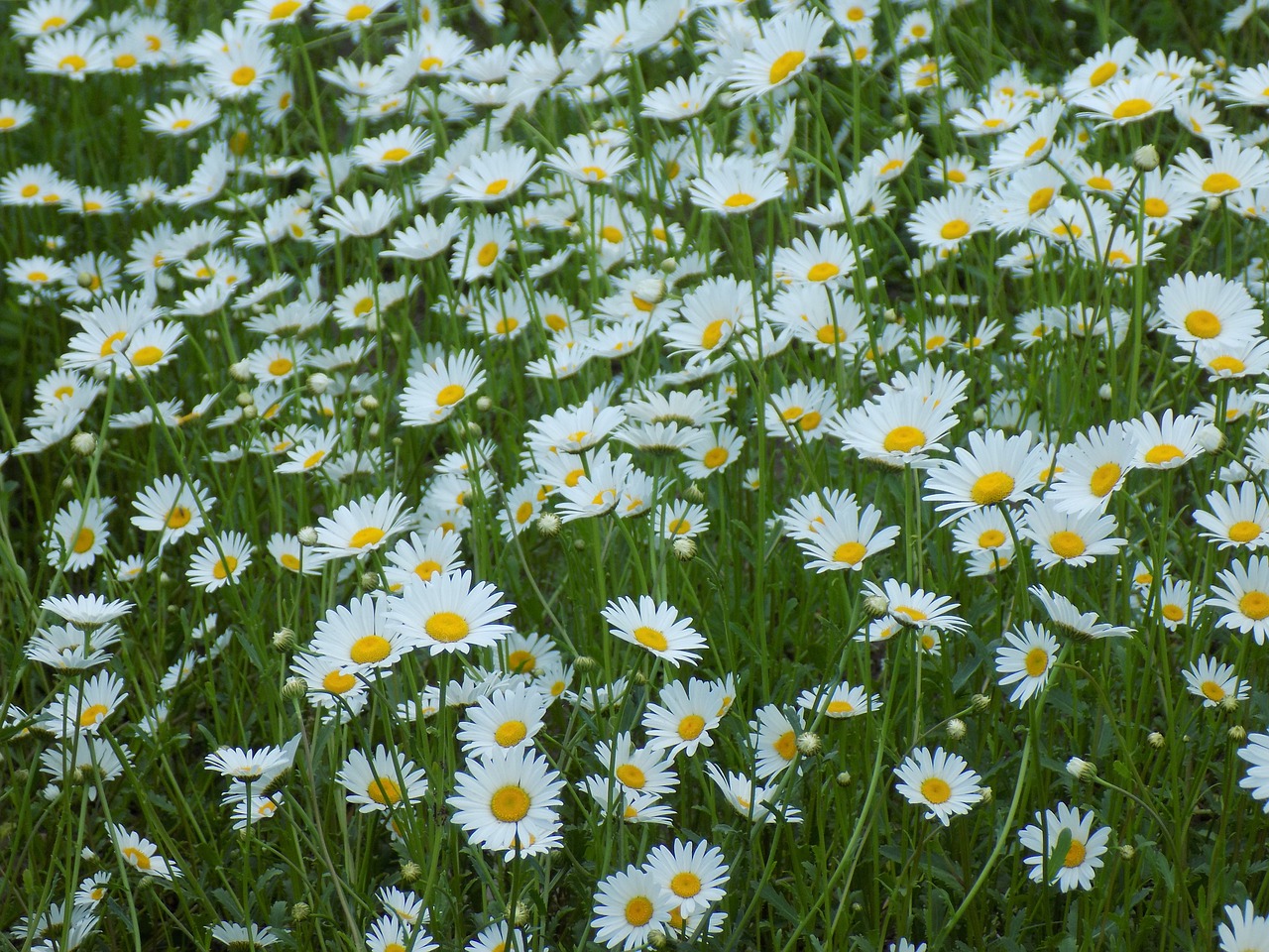 chamomile flowers of the field white flowers free photo