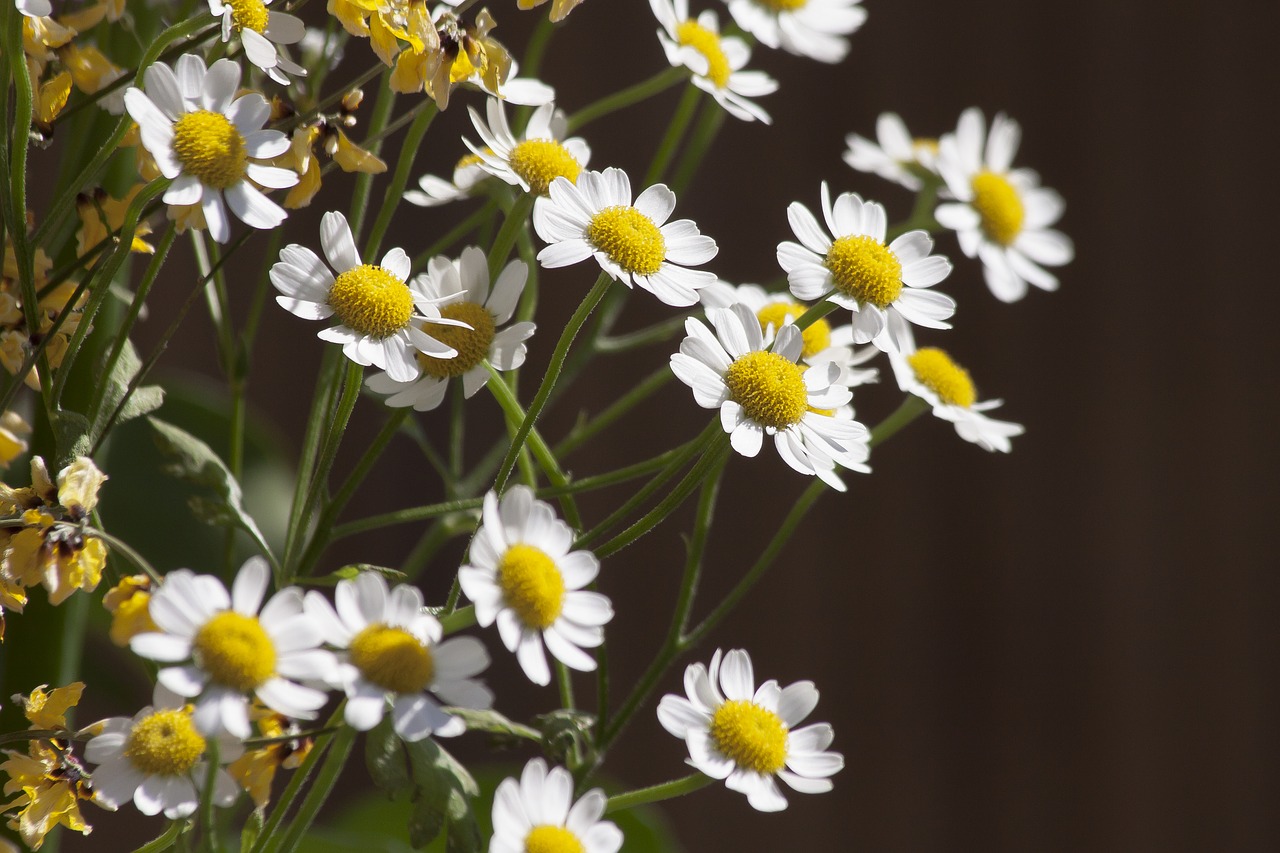 chamomile white flower free photo