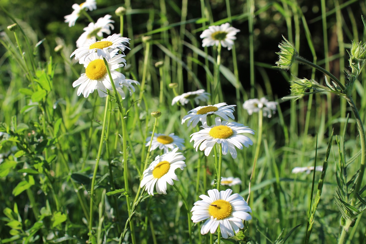 chamomile  meadow  field free photo