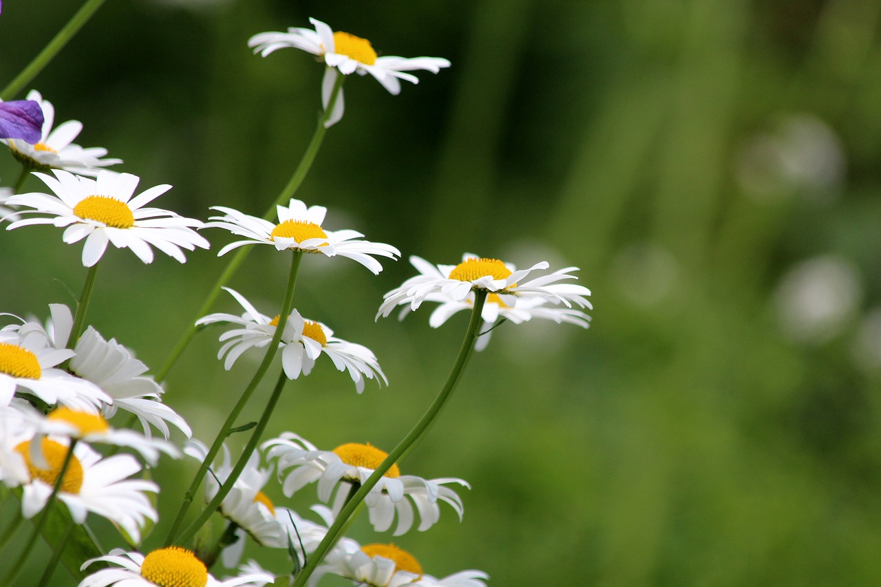 chamomile  flowers  white flowers free photo