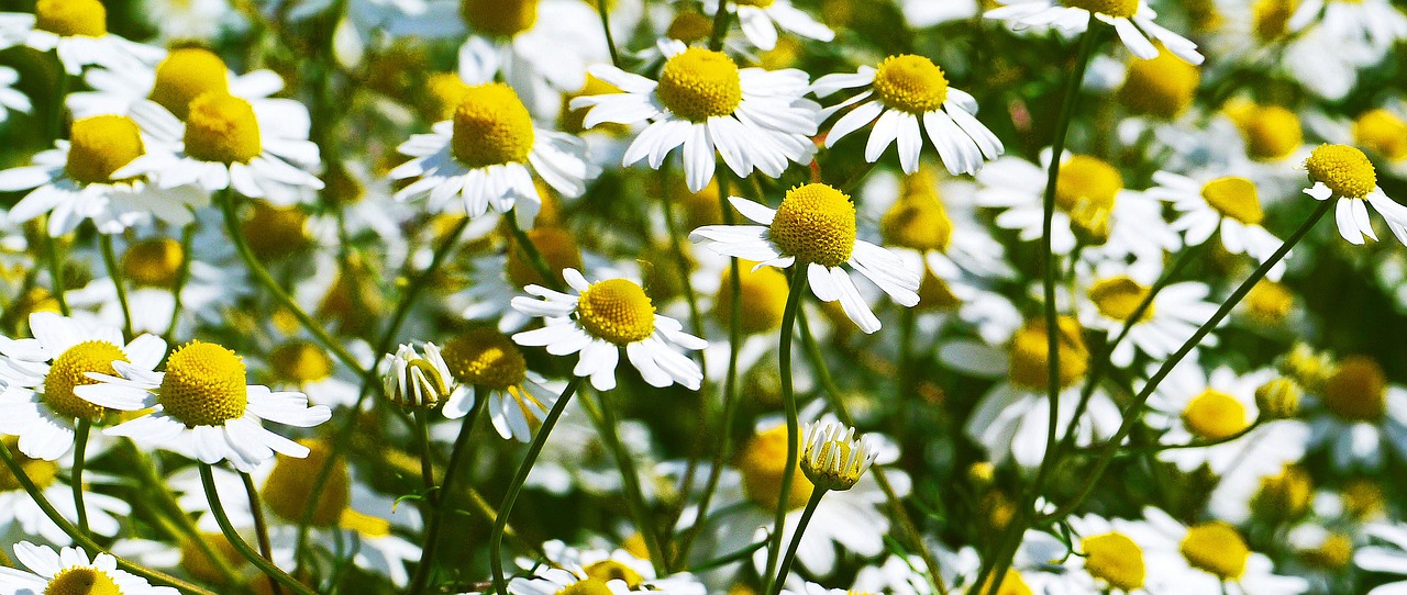 chamomile  flowers  blütenmeer free photo