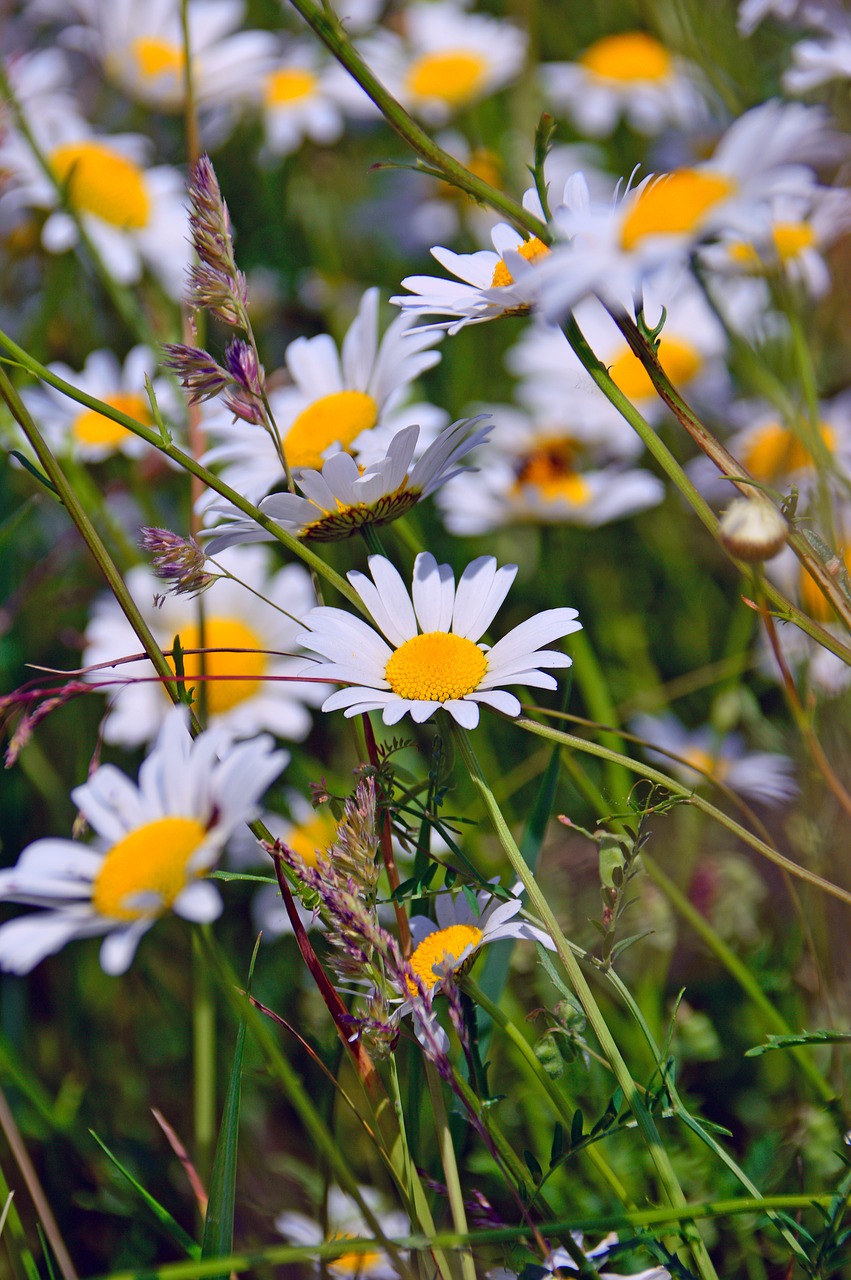 chamomile  chamomile flowers  herb free photo