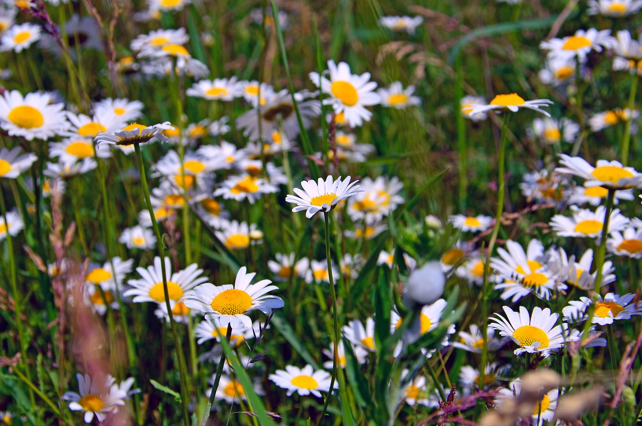 chamomile  chamomile flowers  flowers free photo