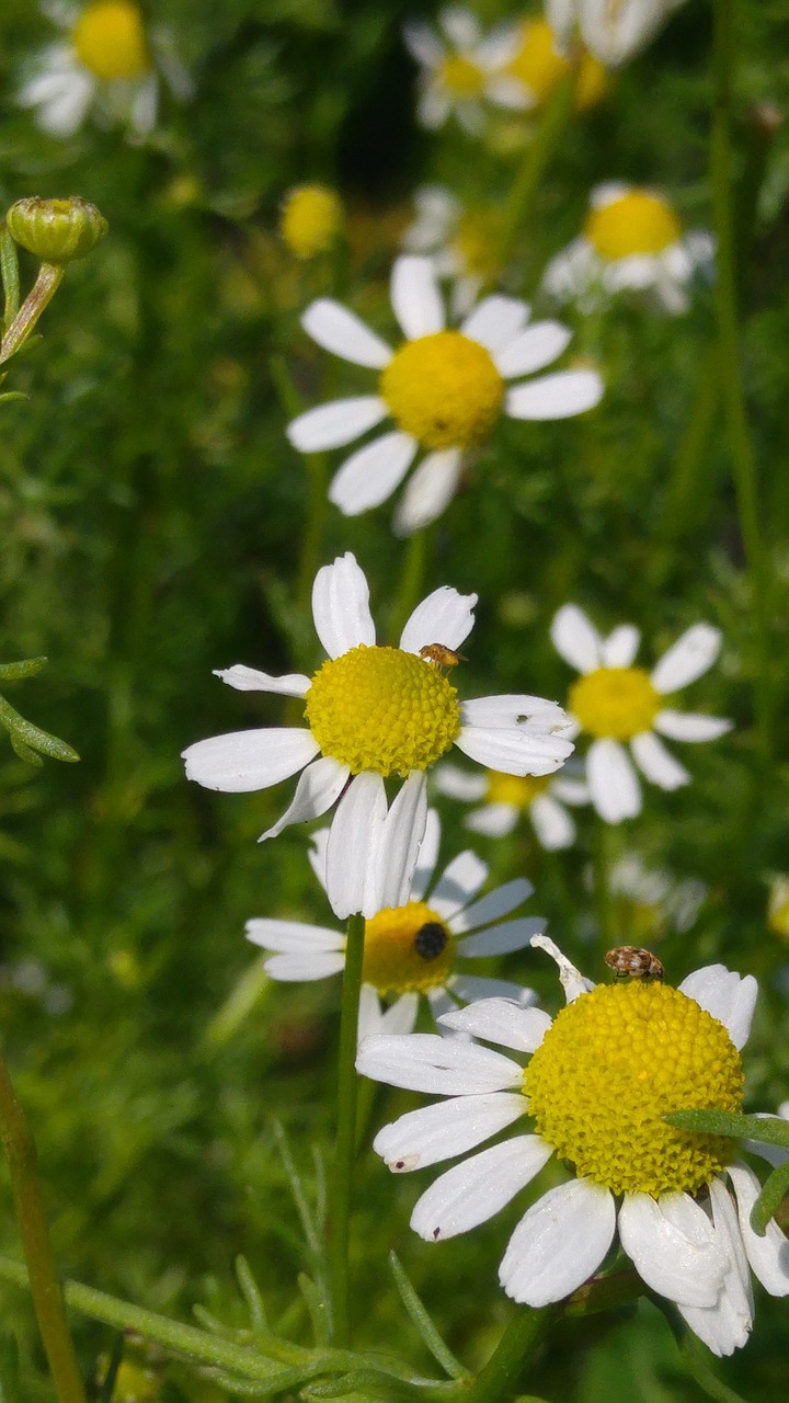 chamomile  flower  medicinal herb free photo