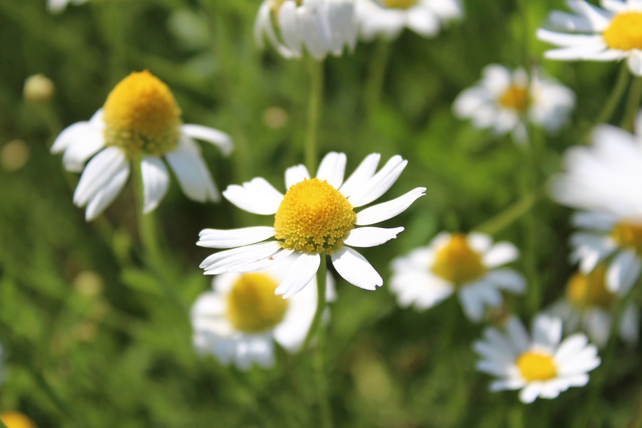 chamomile  flower  meadow free photo