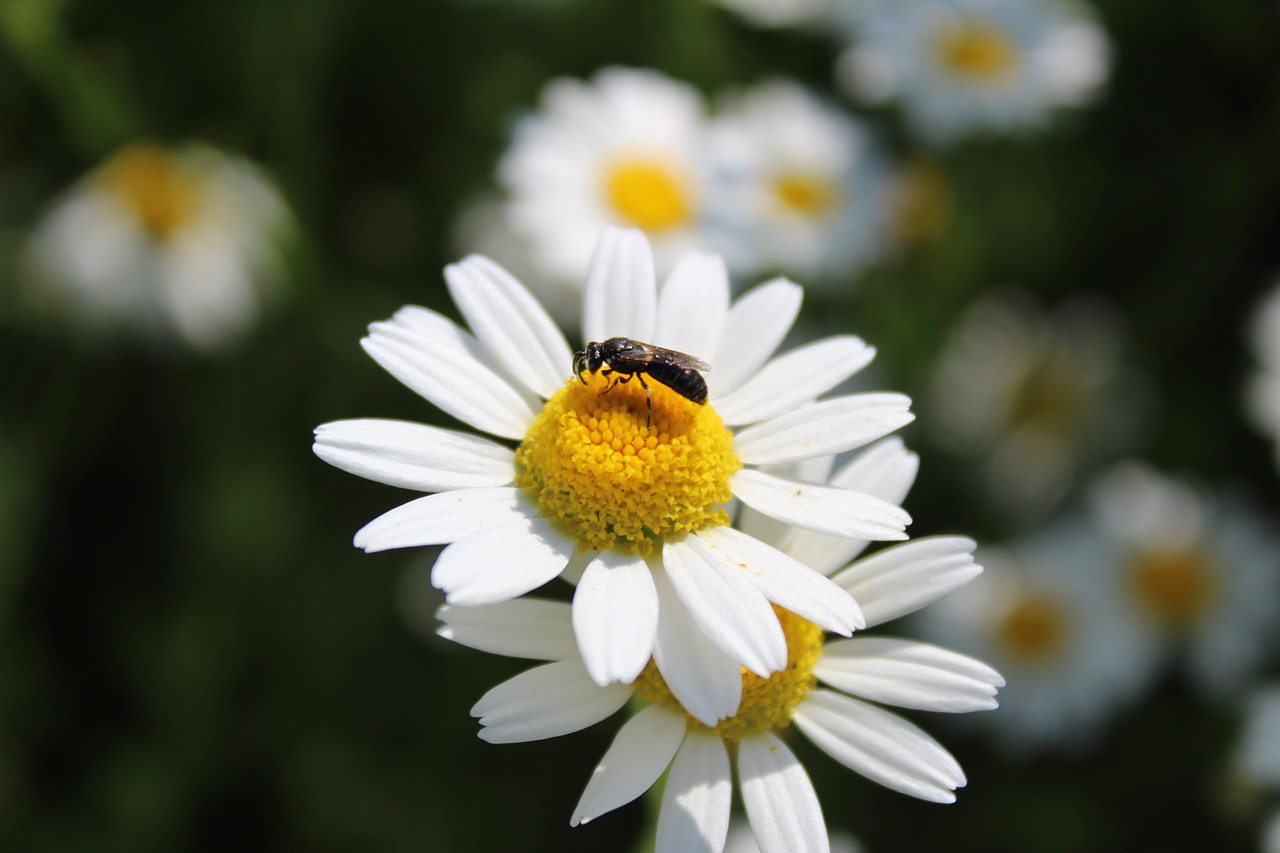 chamomile  flower  meadow free photo