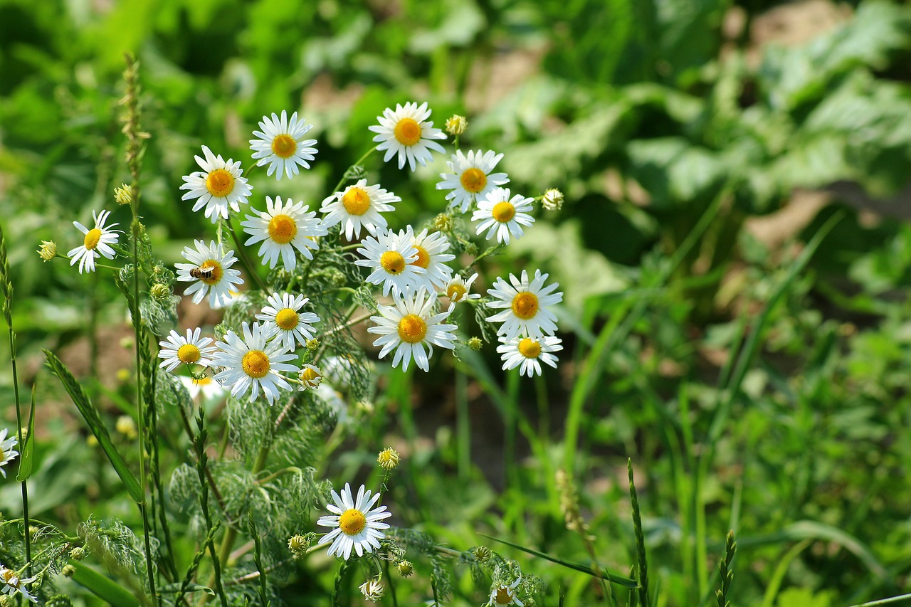 chamomile  herb  wildflowers free photo