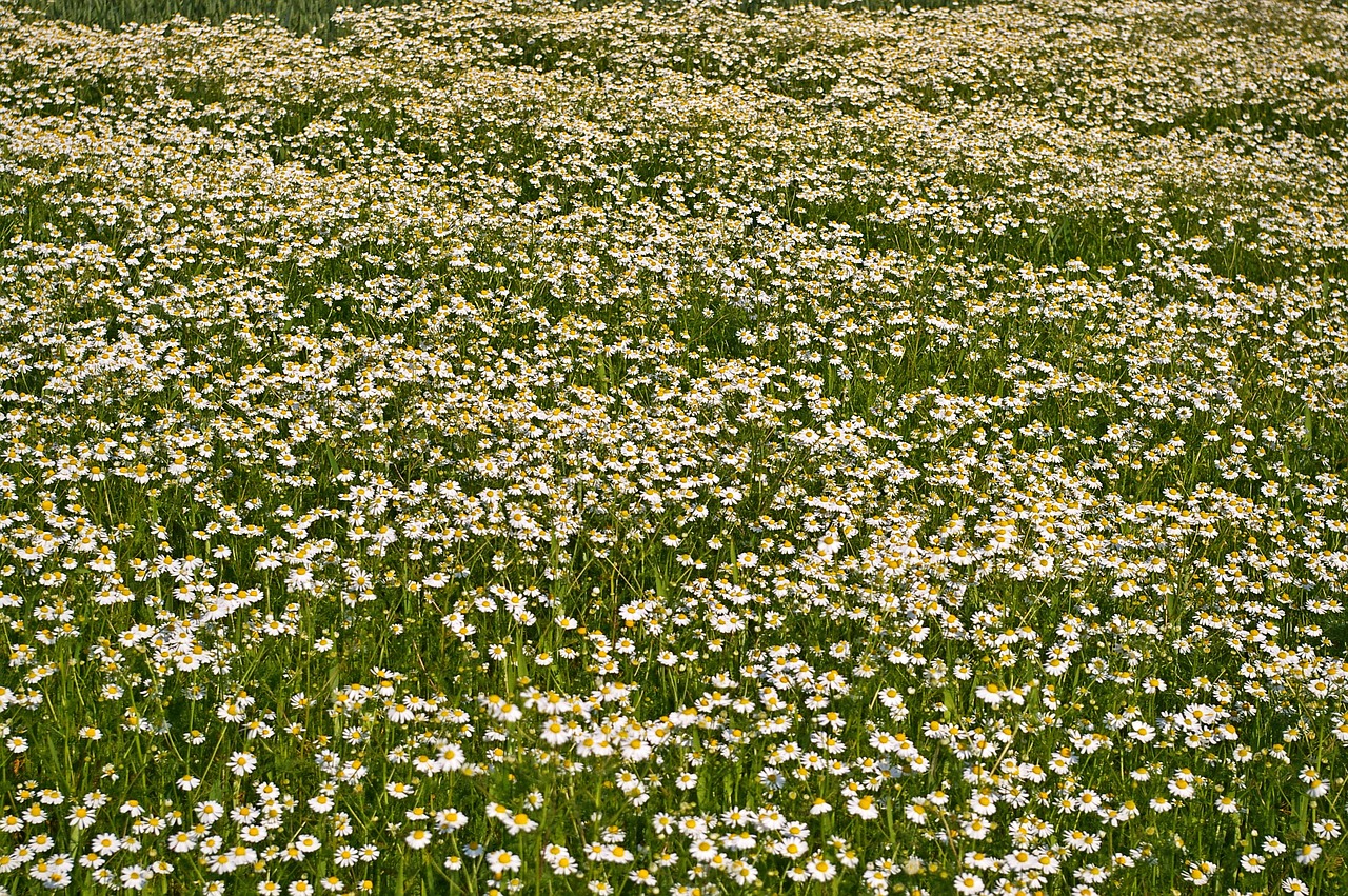 chamomile  chamomile blossoms  medicinal herb free photo