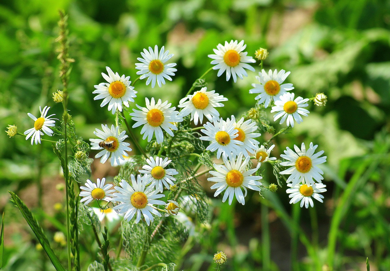 chamomile  meadow  herb free photo