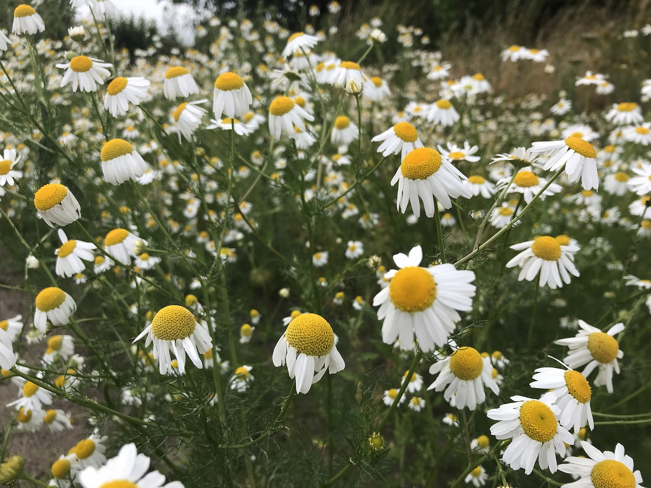 chamomile  summer  flowers free photo