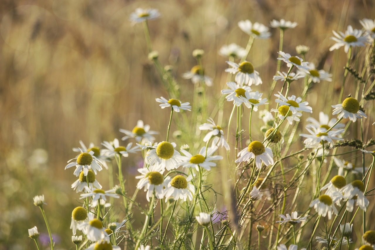 chamomile  herbs  evening free photo