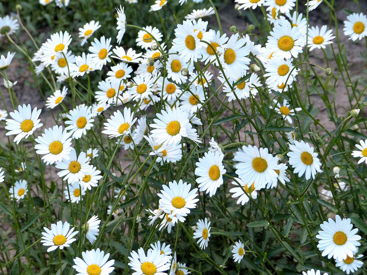 chamomile  flowers  daisy free photo