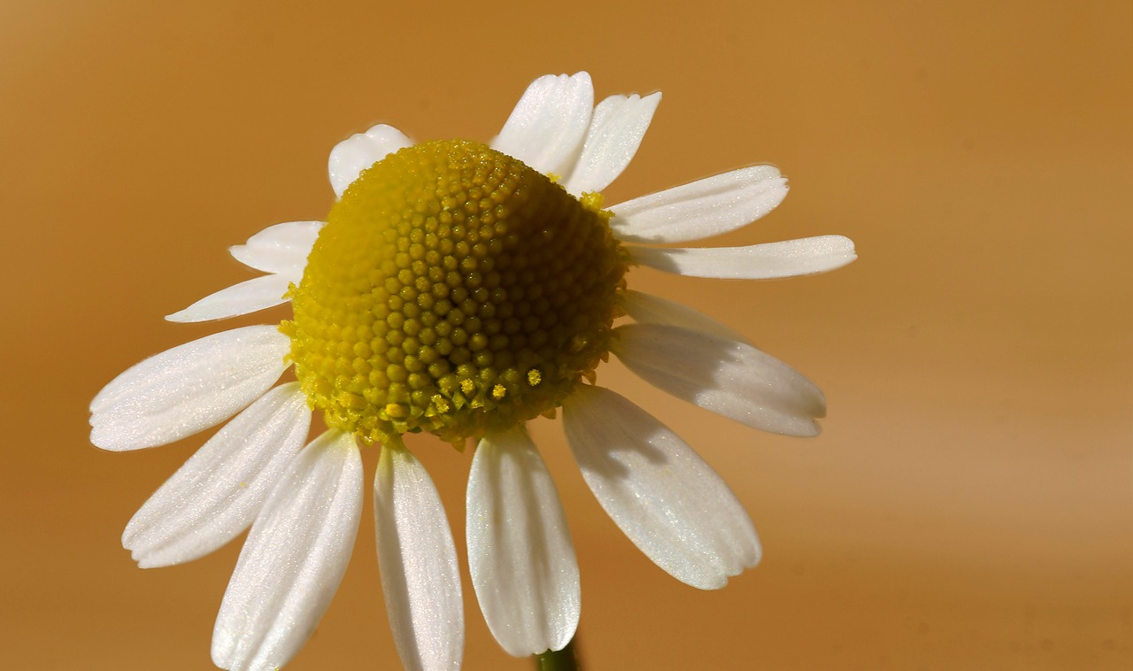 chamomile  flower  nature free photo