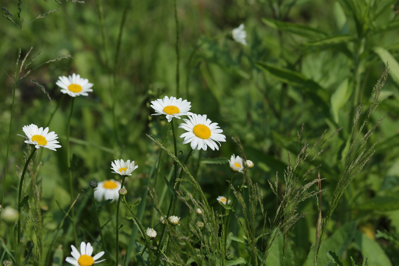 chamomile  flowers  nature free photo