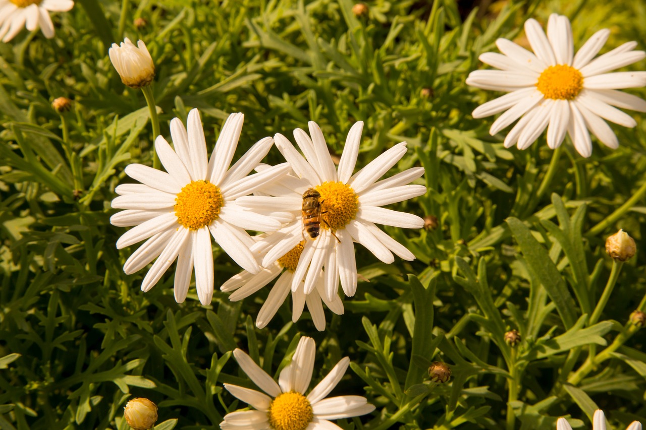 chamomile  spring  flowers free photo