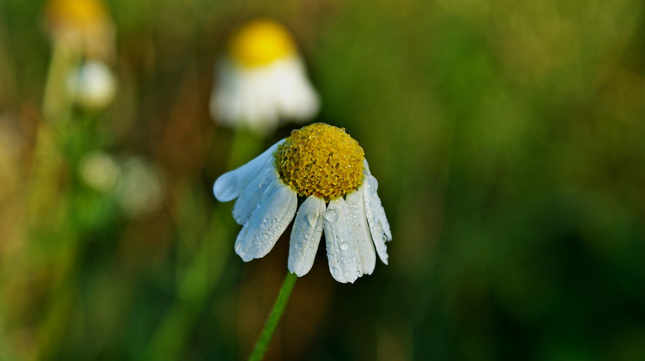 chamomile  flower  nature free photo